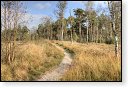 Oisterwijkse Bossen en Vennen Kampina natuurgebied natuur oisterwijk Nationaal park Landschap Het Groene Woud hei heide bossen natuurmonumenten brabant baronie boswachterij dorst